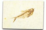Bargain, Fossil Fish (Diplomystus) - Wyoming #360724-1